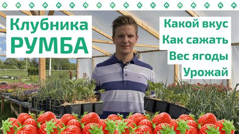 Рассада клубники сорта РУМБА в Иванове: описание, урожайность и советы ...