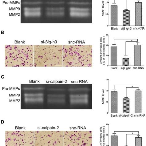 A U87 Cells Were Double Stained For βig H3 Red And Integrin α5 Or Download Scientific