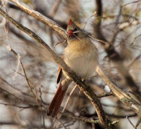 Northern Cardinal - Owen Deutsch Photography