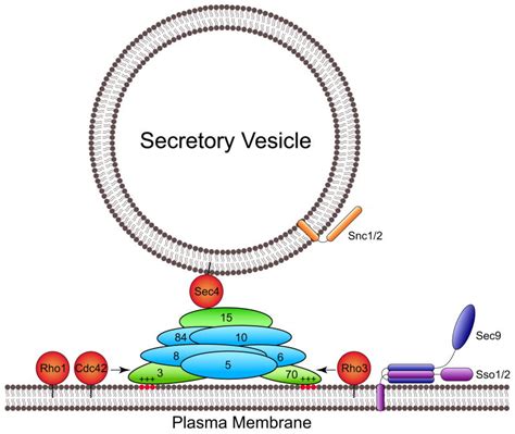 The Exocyst Complex In Polarized Exocytosis PMC