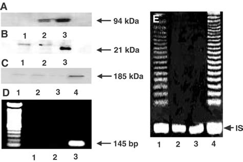 Protein Expressions Evaluated By Western Blotting For Lt A Mutant