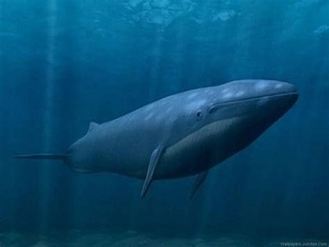 Blue Whales Hd Wallpaper Pxfuel