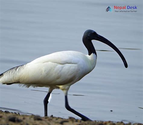 Black-headed Ibis | Nepal Desk