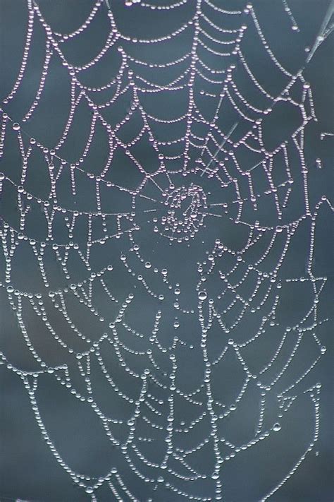 Spider Web Spider Art Spider Webs Aesthetic Images Blue Aesthetic