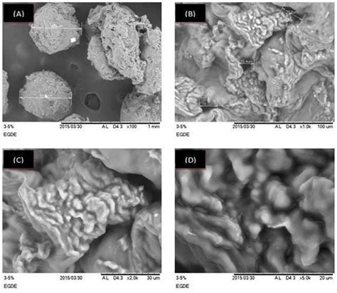 Sem Micrographs Of Chitosan Beads Under The Optimum Conditions