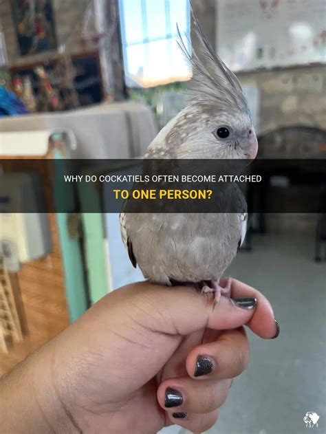 Why Do Cockatiels Often Become Attached To One Person Petshun