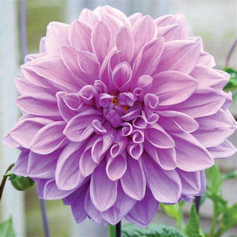 Dahlia Lavender Ruffles Van Meuwen