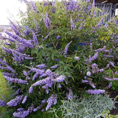 Purchase Shoal Creek Chaste Tree Vitex Agnus Castus Shoal Creek And