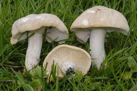 Рядовка майская (Calocybe gambosa) фото и описание