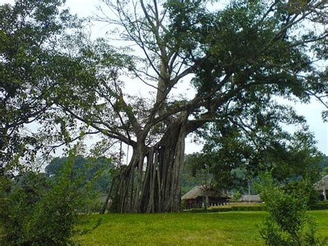 Khu Di Tích Tân Trào Tuyên Quang Du Lịch Tuyên Quang