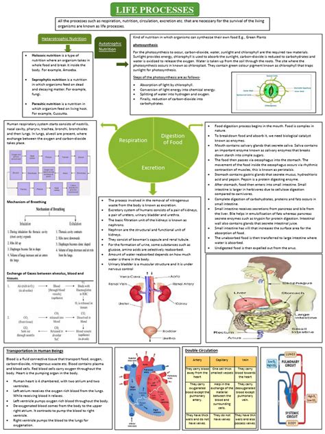 Life Processes | PDF