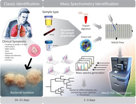 Mass Spectrometry Applied To The Identification Of Mycobacterium