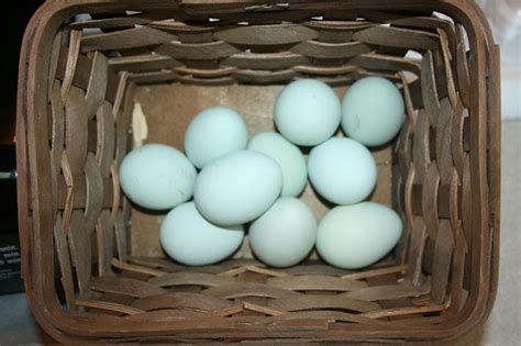 12 TRUE BRED ARAUCANA HATCHING EGGS TUFTED RUMPLESS RARE BREED CHICKENS ...