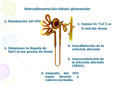 Elblogdefisio Clase De Regulaci N Del Manejo Renal De El Sodio El