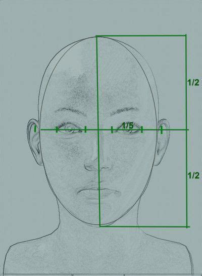 Medidas Y Proporciones De Una Cara Dimensiones De La Cara Dibujos De