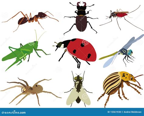 Insects Collection Vectors Sets Royalty Free Stock Photos Image 15561938