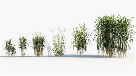 Miscanthus giganteus – Giant Miscanthus 3D Model – Free 3D model for ...