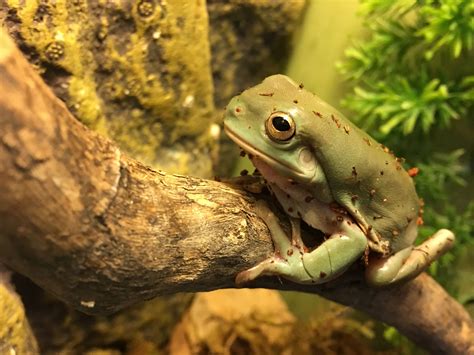 Australian Green Tree Frog (Litoria caerulea) | Animal sounds, Tree ...