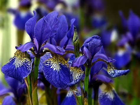 Dark purple iris flowers photo & image | plants, fungi & lichens, flowers, garden flowers images ...