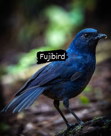 Jual BURUNG CIUNG BATU JAWA Di Lapak Fujibird Bukalapak