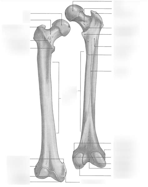 Femur Landmarks Diagram Quizlet