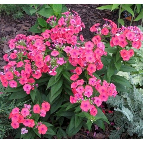 Phlox Paniculata Flame Coral Floks Wiechowaty Ro Liny Od Ogrodnika