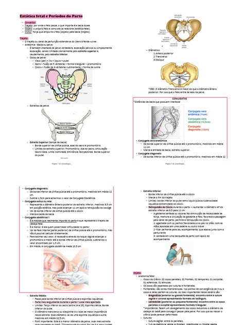 Resumo Obstetricia Estatica Fetal E Parto Pdf Pélvis Parto