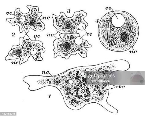 50 Entamoeba Histolytica Drawing High Res Illustrations Getty Images