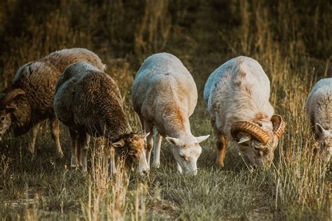 Reviving Drought Stressed Pastures