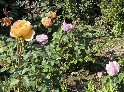 Bosco Capodimonte svela i suoi giardini - Napoli Post | Notizie