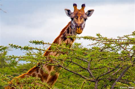 Giraffe At Masai Mara Masai Mara National Reserve Kenya 2018 Steve Shames Photo Gallery