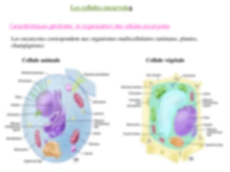 Solution Cellule Eucaryote Et Cellule Procaryote Studypool