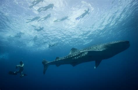 Whale Sharks Interaction Province Of Southern Leyte