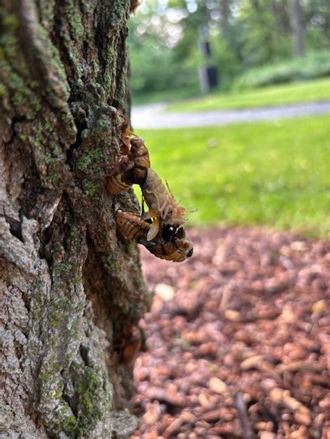 Photos Cicada Emerge In Mchenry County After Long Underground Slumber Shaw Local