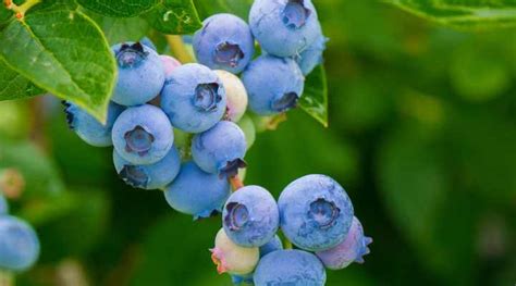 32 Shrubs And Trees With Purple Berries Identification Guide