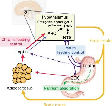 Schematic Diagram Summarizing Central And Peripheral Actions Of Leptin