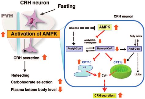 AMPK Regulated CRH Neurons Constitute A Subpopulation Of CRH Neurons In