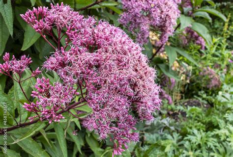 Cluster Of Eutrochium Purpureum Commonly Known As Purple Joe Pye Weed