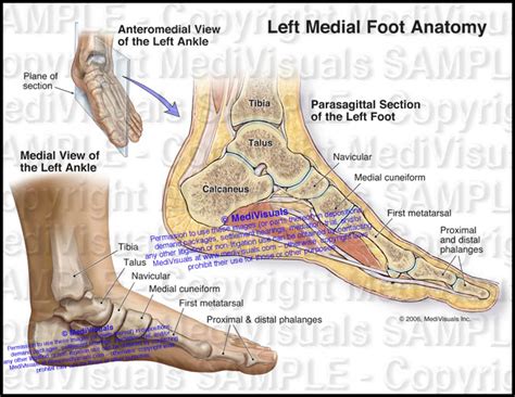 Left foot Anatomy - Medivisuals Inc.