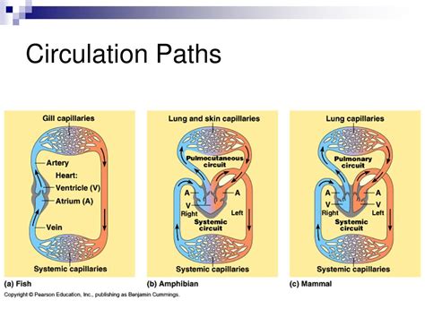 Ppt Amphibian Circulation The Frog Powerpoint Presentation Free Download Id4127054