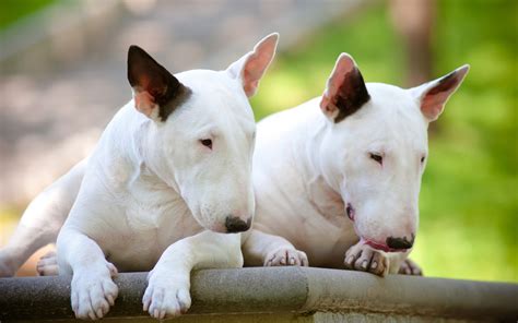White Bull Terriers Wallpaper My Doggy Rocks
