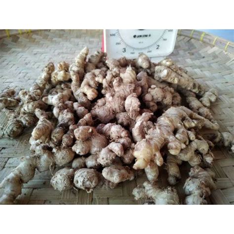 Jual Jahe Emprit Segar 1 Kg Sudah Bersih 1 2 Kg Shopee Indonesia