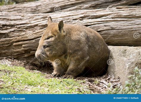 The Hairy Nosed Wombat is Leaving His Burrow Stock Image - Image of side, whiskers: 266077405