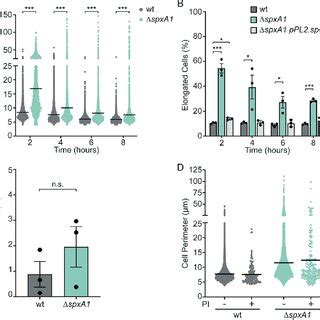 Microscopy Of L Monocytogenes Dspxa During Intracellular And