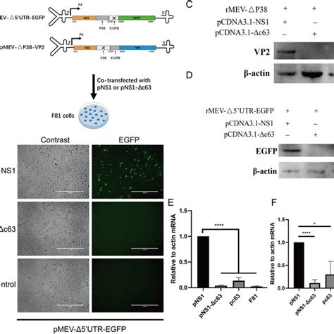 Deletion Analysis Of The C Terminal Of Ns Protein Revealed A Critical