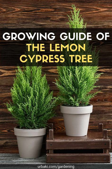 Growing Guide Of The Lemon Cypress Tree Artofit