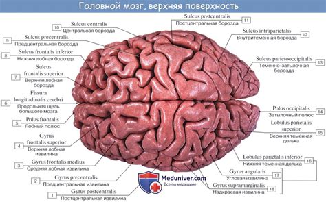 Извилины И Борозды Мозга Картинки — Mixyfotos.ru