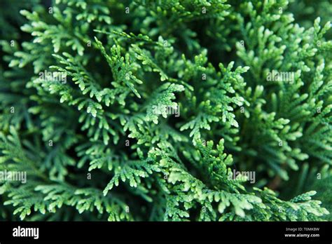 Closeup Of Beautiful Green Christmas Leaves Of Thuja Trees Thuja Twig