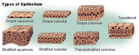 5 Anatomy Epithelial Tissue Flashcards Quizlet