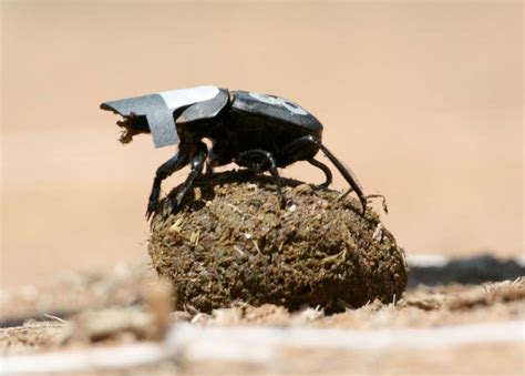 Wow Dung Beetles Navigate By The Stars Milky Way Galaxy Live Science